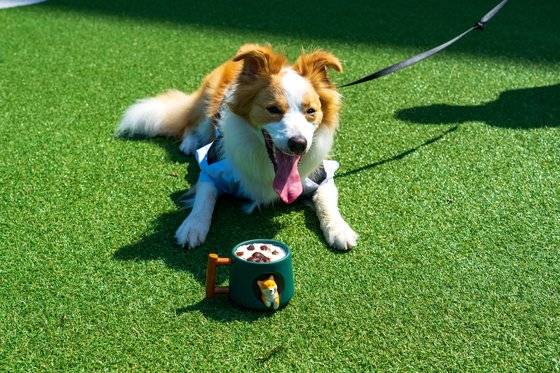 오전 9시 출근 후엔 우리네 직장인처럼 모닝커피(멍푸치노)로 아침을 맞는다.