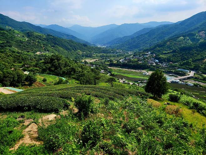 하동군 차밭과 화개동천 전경. 하승철 하동군수 페이스북