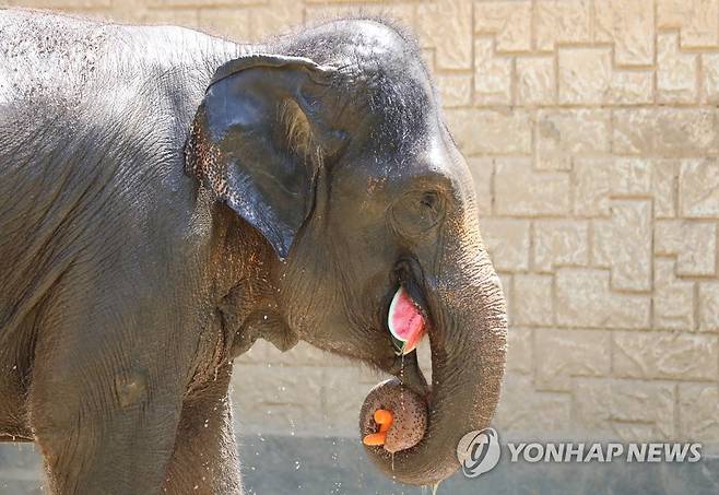 얼음 과일 찾는 동물원 코끼리 [연합뉴스 자료사진]