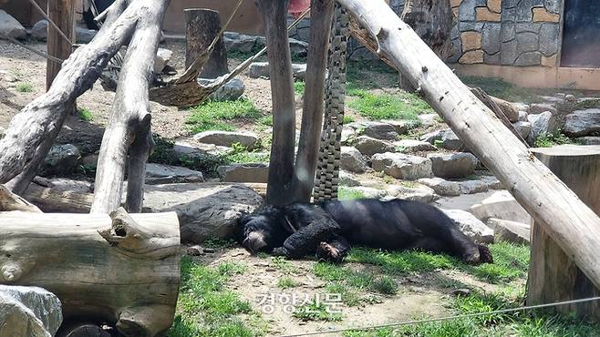 충북 청주동물원  반달가슴곰 사육장에서 지난 7일 반달이가 더위에 지쳐 누워있다.