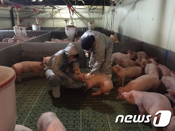 전남 강진군 관계자들이 돼지 구제역 예방백신을 접종하고 있는 모습..(강진군 제공) /뉴스1 © News1DB