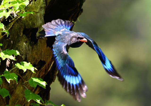 여름 철새인 파랑새 한 쌍이 강원 춘천시 남이섬에서 둥지를 틀고 새끼를 키우고 있다. 가만히 앉아 있을 때는 검은색으로 보이지만 날개를 활짝 펴고 날아오르는 순간 황홀한 푸른색 날개가 선명하게 빛난다.