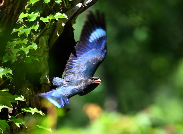가만히 앉아 있을 때는 검은색 빛깔이지만 날개를 활짝 펴고 날아오르는 순간 황홀한 파란색 날개가 선명하게 보인다.