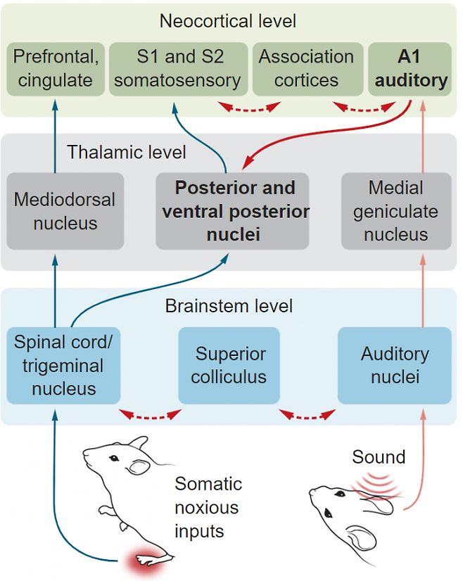 뇌의 청각피질(A1 auditory)이 해석한 정보가 통증 지각에 영향을 미친다는 사실이 최근 밝혀졌다. 통증 지각은 뇌의 여러 영역이 관여하는 과정으로 시상(thalamic level)의 특정 영역(posterior and ventral posterior nuclei)으로 청각피질이 보내는 소리 정보도 한 요소다. 통증 지각 네트워크가 교란되면 통증이 증폭되거나 억제된다. 이번 연구에 따르면 배경음보다 5데시벨 높은 소리가 들리면 청각피질의 정보가 억제돼 진통 효과가 나타난다. 사이언스 제공
