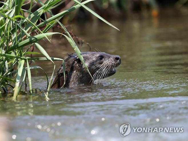 물고기 없나요? (강릉=연합뉴스) 유형재 기자 = 12일 강원 강릉시 남대천에서 천연기념물이자 환경부 멸종위기 야생생물 1급인 수달이 먹이를 찾고 있다. 2022.7.12 yoo21@yna.co.kr