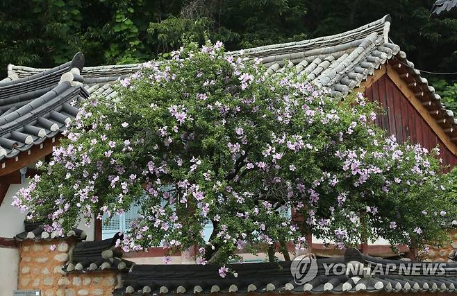 꽃 만개한 최고령 무궁화 (강릉=연합뉴스) 유형재 기자 = 13일 국내 최고령 나라꽃 무궁화나무인 강원 강릉시 사천면 방동리 무궁화가 요즘 계속된 무더위에도 꽃을 활짝 피워 늠름한 기상을 뽐내고 있다. 2022.7.13 yoo21@yna.co.kr