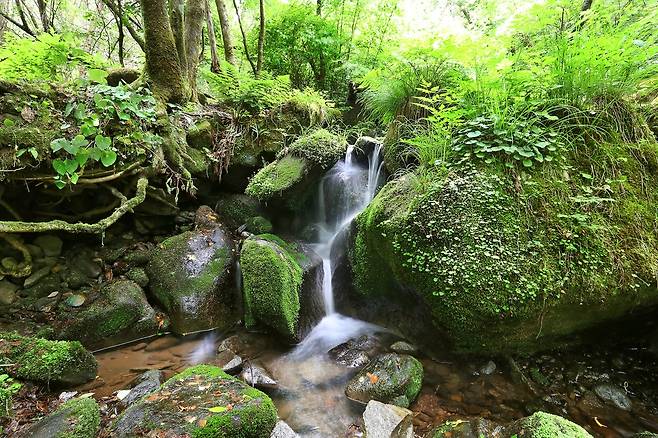 영월 상동 이끼 계곡[사진/조보희 기자]