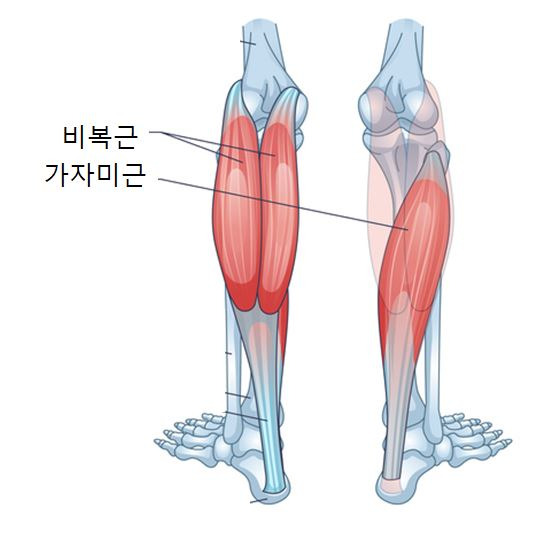 비복근과 가자미근./사진=게티이미지뱅크