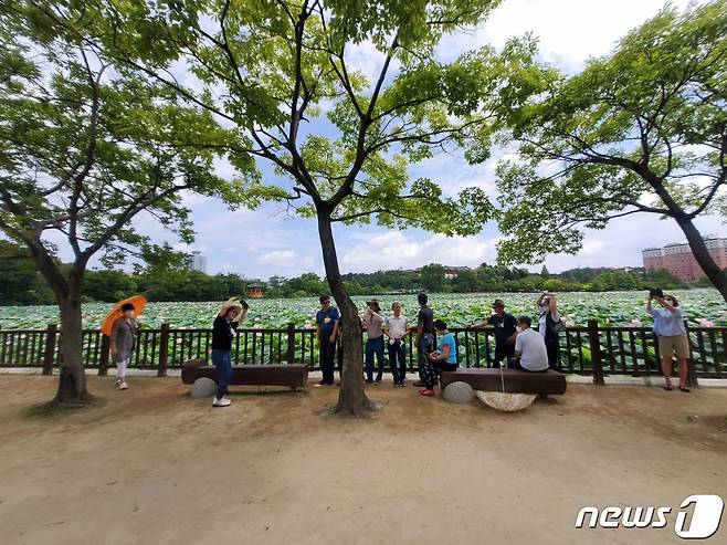 17일 연꽃이 만개한 전북 전주시 덕진공원에 관광객들이 포즈를 취하고 사진을 찍고 있다.2022.7.17./© 뉴스1