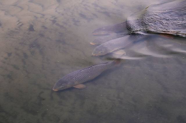 민물고기를 회로 먹으면 간흡충 감염이 발생할 위험이 있다./사진=클립아트코리아