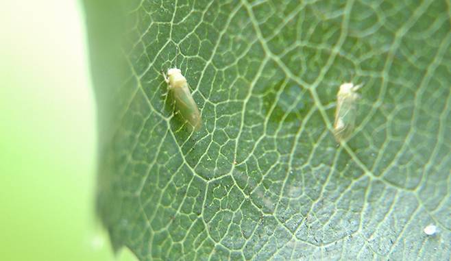 주경배나무이는 7∼8월 여름철 기온이 높은 시기, 약 35℃ 이상에서는 자연적으로 밀도가 줄어드나, 기온이 떨어지는 8월 말부터는 밀도가 증가한다. 주경배나무이 성충의 모습.