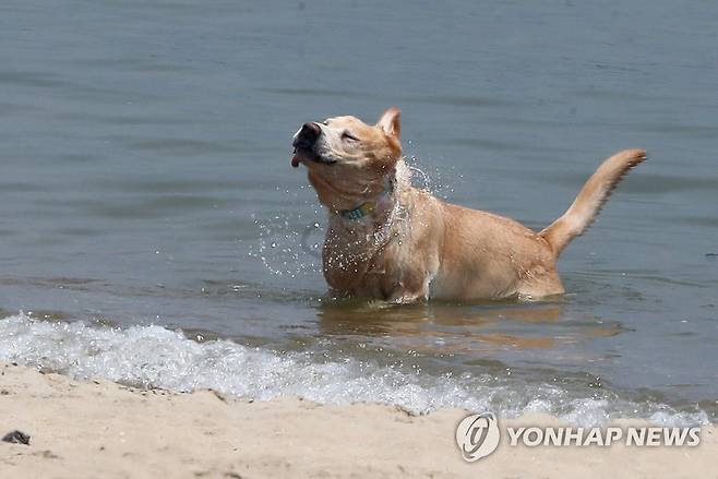 [연합뉴스 자료사진]