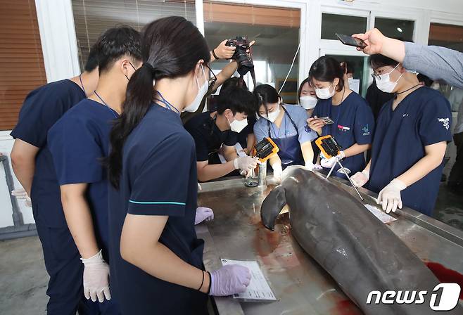 전국 8개 대학 수의과대학 학생들과 관계자들이 19일 오전 제주시 한림읍 한국수산자원공단 제주본부에서 제주 해역에서 발견된 상괭이와 남방큰돌고래 부검을 하고 있다. 2022.7.19/뉴스1 © News1 오현지 기자