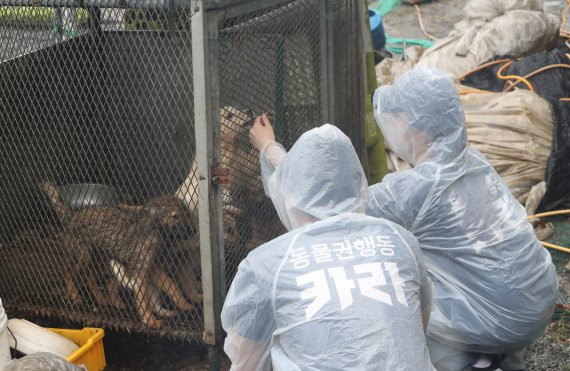 18일 오전 불법 개도축 현장이 적발된 대전 유성구의 한 농장에서 동물보호단체 동물권행동 카라 소속 봉사자들이 개 구조에 나서고 있다. /연합뉴스