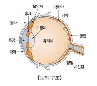 눈의 구조 [출처: 서울아산병원]