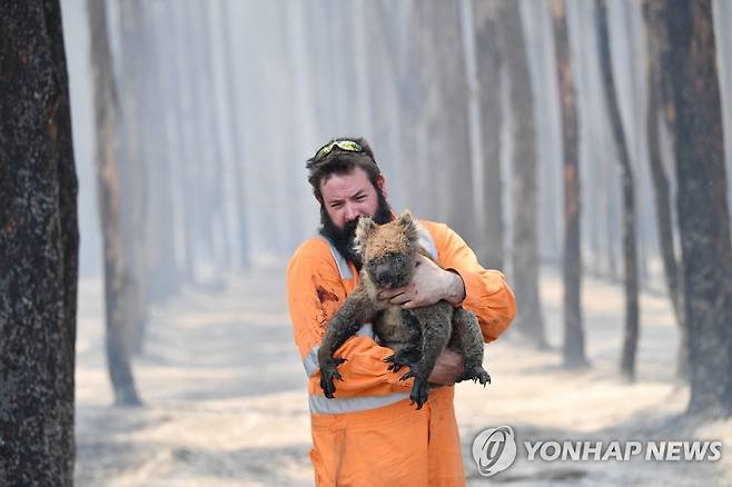 서식지 잃고 화상 입은 호주의 생태  [EPA 연합뉴스 자료사진. DB 및 재판매 금지]