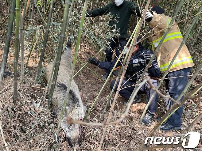 전남 여수소방서 소방관들이 도심 인근 야산에 나타난 멧돼지를 포획하고 있다.(사진은 기사 내용과 무관함) © News1