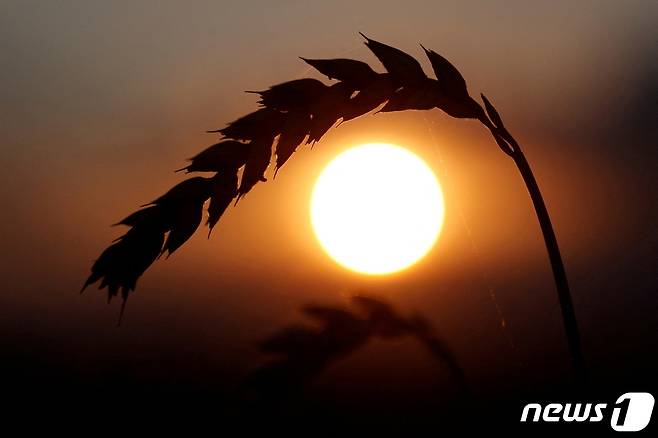 한때 고요했던 우크라이나 키이우 한 밀밭 풍경. 2020. 1. 17. © 로이터=뉴스1 © News1 최서윤 기자