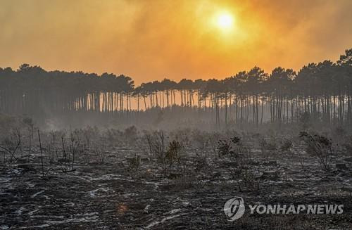 불에 타버린 프랑스 남서부 지롱드 주의 숲  [AP=연합뉴스 자료사진. 지롱드 소방당국 제공. 재판매 및 DB 금지]