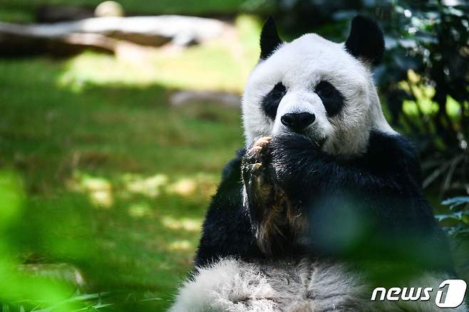 21일(현지시간) 안안은 노화로 인해 건강이 악화돼 홍콩오션파크에서 안락사 됐다. © AFP=뉴스1 © News1 유민주 기자