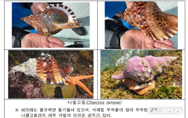 나팔고둥 /사진=뉴시스(환경부 제공)