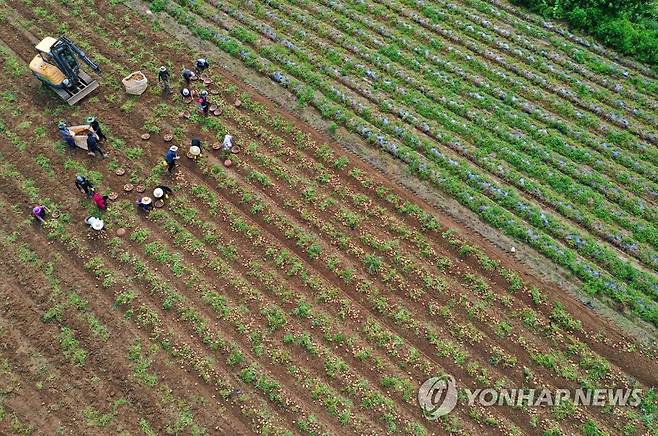 춘천 감자 수확 한창 (춘천=연합뉴스) 양지웅 기자 = 지난 5일 오전 강원 춘천시 서면 신매리에서 농민들이 올봄에 심은 감자를 수확하고 있다. 2022.7.5 yangdoo@yna.co.kr