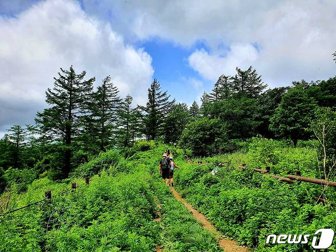 금대봉에서 내려와 대덕산으로 가며 만나는 풍경. 햇빛 쏟아지는 풀밭 사이로 사람 한 명만 지나갈 수 있는 오솔길이다. © 뉴스1