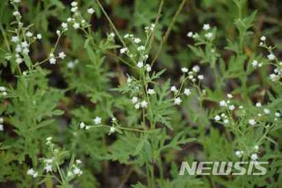 [서울=뉴시스]돼지풀아재비(Parthenium hysterophorus)(사진=환경부 제공)