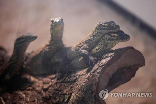 4개월 된 새끼 코모도왕도마뱀 [AFP 연합뉴스 자료사진. 재판매 및 DB 금지]