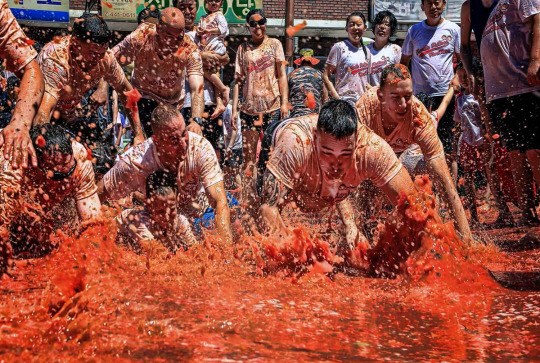 화천 토마토 축제의 백미인 ‘황금 반지를 찾아라’ 행사에 참여한 관광객들이 황금 반지를 찾기 위해 토마토 속으로 뛰어들고 있는 모습. 화천군청 제공