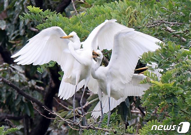 13일 오전 경북 포항시 남구 포스텍(포항공대)인근 야산에 있는 백로 둥지에서 이소를 앞둔 새끼들이 날갯짓을 하고 있다.2022.7.13/뉴스1 © News1 최창호 기자