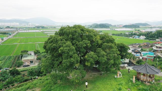 문화재청이 최근 드라마 '이상한 변호사 우영우'에 나온 창원 북부리 팽나무(가운데)의 문화재적 가치를 판단하기 위해 천연기념물 지정조사에 나선다고 25일 밝혔다. 연합뉴스