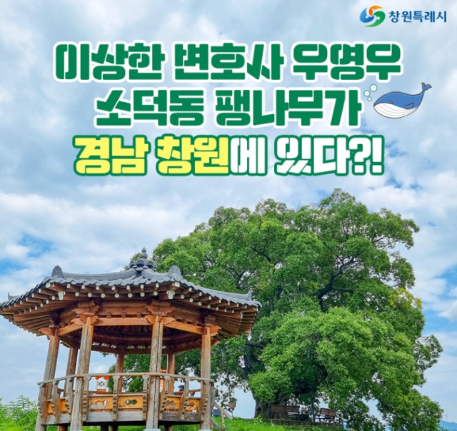 드라마 '이상한 변호사 우영우'에서 등장한 팽나무를 홍보하는 글이 올라왔다. 창원시 블로그 캡쳐