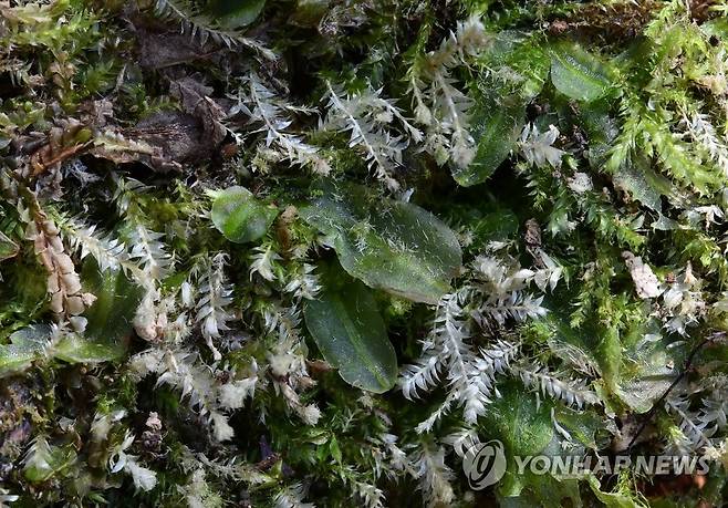 한라산에서 발견된 미기록종 이끼식물 (제주=연합뉴스) 한라산에서 국내 미기록종 이끼식물인  산다시마이끼(Pallavicinia levieri Schiffn)가 발견됐다. 사진은 산다시마이끼. 2022.7.25 [제주도 세계유산본부 제공. 재판매 및 DB 금지] koss@yna.co.kr