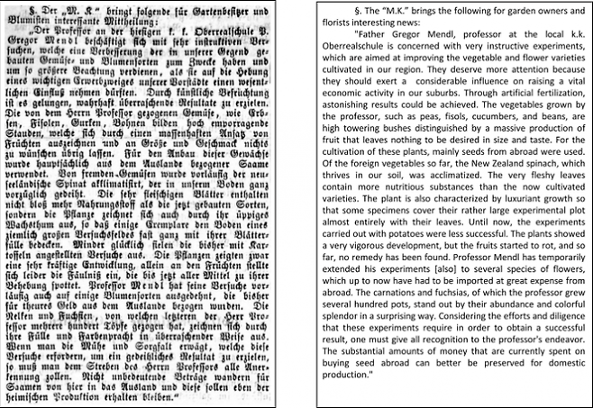 유럽의 신문 자료가 디지털화되면서 1861년 멘델의 육종 활동을 다룬 기사 두 편이 발견됐다. 브륀의 지역신문인 ‘새로운 사건들’ 7월 26일자에 실린 기사(왼쪽. 오른쪽은 영역)로 멘델이 외국의 씨앗을 구해와 완두콩, 강낭콩, 오이 등 채소의 육종 연구를 진행하고 있다고 소개했다. 멘델 실험의 원래 목적은 작물 개량이었음을 알 수 있는 대목이다. ‘네이처 유전학’ 제공