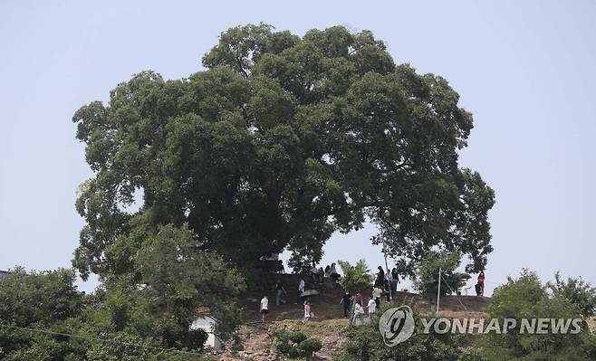 '이상한 변호사 우영우' 실제 팽나무 (창원=연합뉴스) 김동민 기자 = 26일 오후 경남 창원시 의창구 대산면 '창원북부리 팽나무' 일대에 관광객 발길이 이어지고 있다. 이 나무는 ENA 드라마 '이상한 변호사 우영우'에 '소덕동 팽나무'로 등장했고, 최근 온·오프라인에서 큰 인기를 끌고 있다. 2022.7.26 image@yna.co.kr