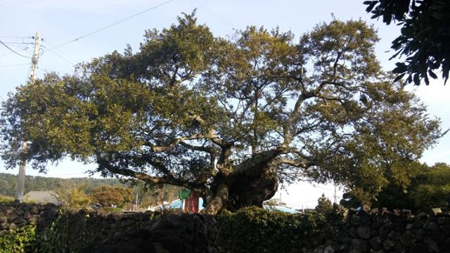 전체 보호수 10그루 중 1그루꼴인 팽나무. 사진은 제주 지역의 한 팽나무 보호수. 산림청 제공