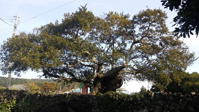 제주 애월읍 상가리에 있는 팽나무. 이 나무의 나이는 1000살이 넘는다. 산림청 제공