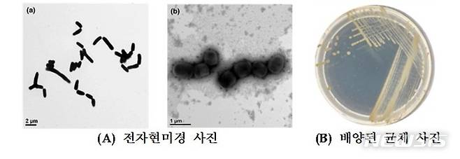 [서울=뉴시스]난분해성 유기화합물 옥시벤젠 분해 미생물 '로도코커스 옥시벤조니보란스'(자료=국립낙동강생물자원관)