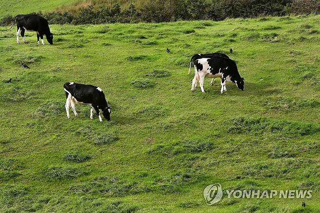 초지 위의 방목 젖소 [연합뉴스 자료사진]