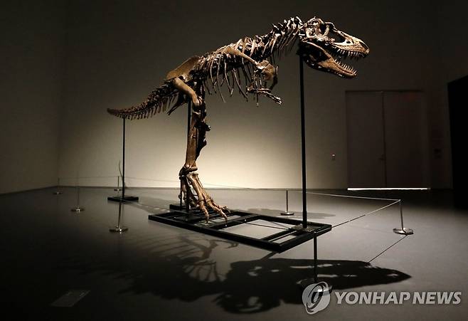 28일 78억원에 낙찰된 고르고사우루스 화석 [UPI 연합뉴스 자료사진. 재판매 및 DB 금지]