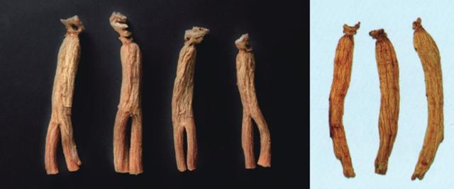 현대인에게 가장 친숙한 홍삼(왼쪽 사진)과 백삼과 홍삼의 중간 형태인 태극삼. 농림축산식품부