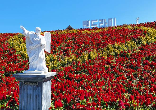 [신안=뉴시스] '맨드라미 섬' 전남 신안군 증도면 병풍도가 활짝 핀 꽃들로 장관을 이루고 있다. 병풍도에서는 10월1일부터 10일간 '섬 맨드라미 랜선축제'가 열린다. 2021.09.30. parkss@newsis.com