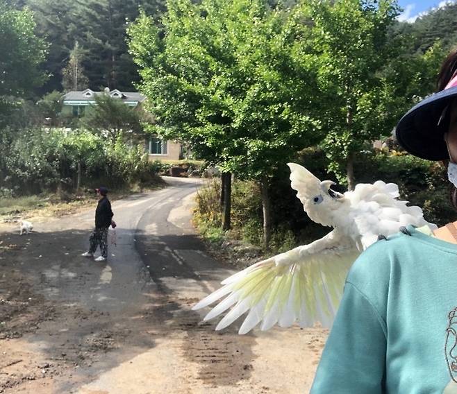 허은주 수의사의 반려새 사랑이. 사고로 한쪽 날개를 잃은 코카투 사랑이는 동물병원에서 허 수의사를 만나 한 가족이 되었다. 허은주 수의사 제공