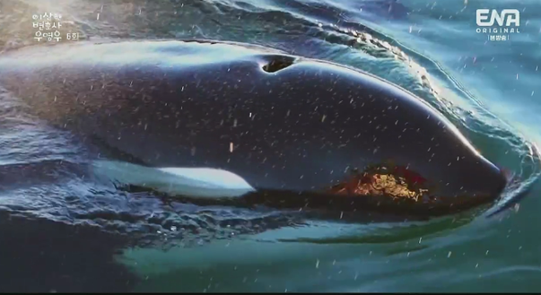 매회 우영우에게 신선한 아이디어가 떠오를 때면 다양한 고래의 모습을 만날 수 있다. 꿀재미 ⓒ이하 출처=네이버 블로그 lyj0088