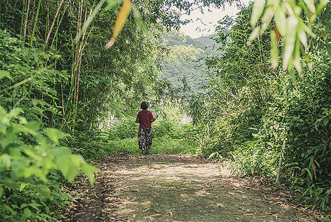 보림사 비자나무 숲