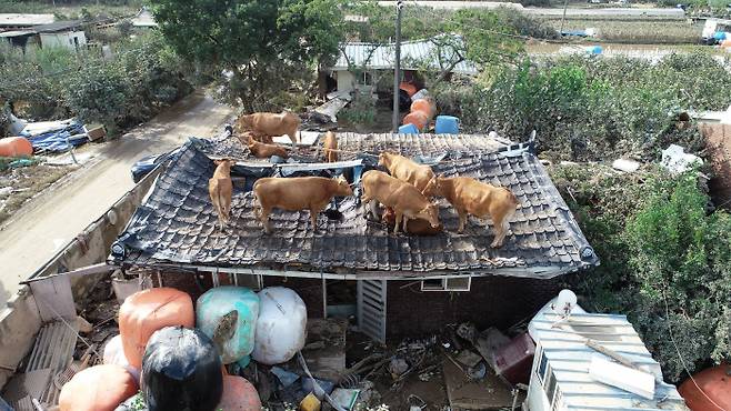 2020년 8월 9일 오후 전남 구례군 구례읍의 한 마을 주택과 축사 지붕에 소들이 올라가 있다. 이 소들은 전날 폭우와 하천 범람으로 물에 떠다니다가 지붕 위로 피신했다. 구례 | 권도현 기자
