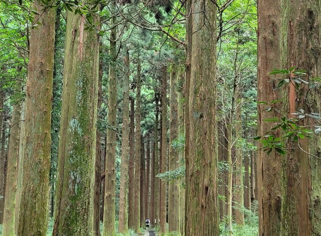 국립산림과학원 난대아열대산림연구소 제주 시험림 중 한 곳인 한남시험림 내 삼나무 전시림. 이곳은 1933년 일본에서 가져온 종자로 양묘한 유묘로 조성했다. 제주도에 남아있는 삼나무 숲 중 가장 오래됐다. 7㏊에 1850본이 자라고 있다. 평균 수고는 28m다. 사진 가운데 아래 전시림을 찾은 탐방객의 모습이 작게 보인다. 문정임 기자