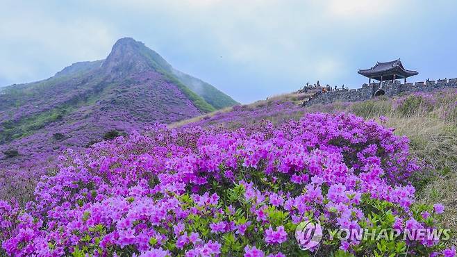 황매산 철쭉 [산청군 제공]