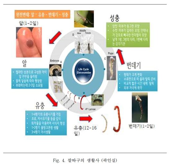 깔다구 생활사. [자료: 전남대 곽인실 교수. 국립생물자원관 '국내 깔따구 종류 및 분포현황 조사 연구 최종보고서'(2021년)]